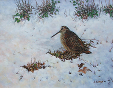 005 - Woodcock In The Snow
