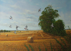 009 - Pigeons Over Stubble