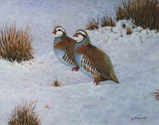 14 - Red Legged Partridges