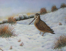 15 - Woodcock in the Snow 
