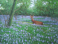 17 - Roe Deer