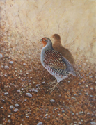 19 - Partridges in the Sun