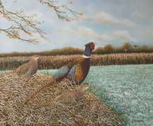21 - Pheasants in the Frost