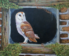NEW 03 - Barn Owl