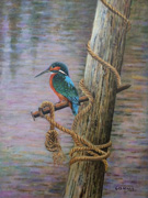 NEW 04 - Kingfisher