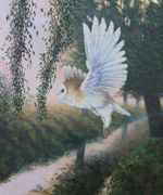 NEW 06 - Barn Owl Hunting