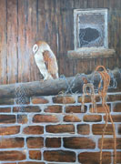 NEW 14 - Sleeping Barn Owl