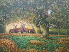 NEW 01 - Fallow Deer