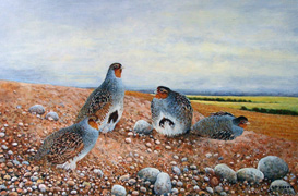 NEW 19 - English Partridges